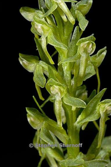 platanthera sparsiflora 2 graphic